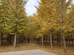 -汉景帝阳陵博物院