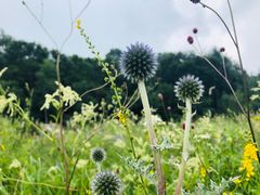-白草畔自然风景区