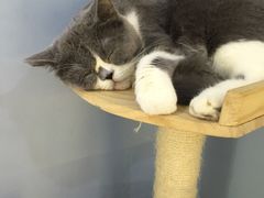 -喵的天空名猫咖啡馆·撸猫·猫舍·用品