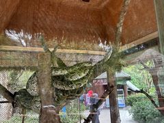 -野象谷景区