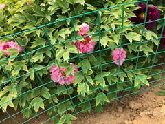 -莱阳濯村樱花园