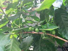 -三宅一生咖啡馆·咖啡培训(金雄达园区店)