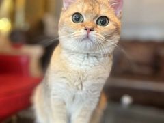 -猫大福·Fortune Cat猫舍(百子湾店)