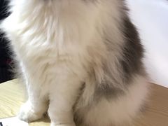 -李小姐の猫咖啡馆(五角场店)