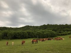 -塞罕坝国家级自然保护区