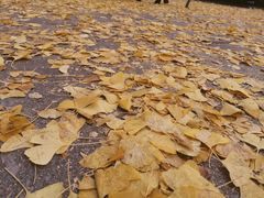 -两江幸福广场