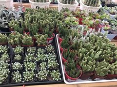 -荷兰花海