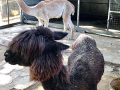 动物园-意大利农场度假村