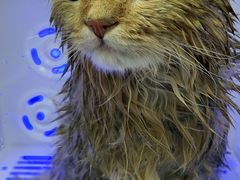 -喵zoo家庭繁育猫舍(尖东智能花园店)