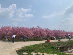 -天适樱花悠乐园