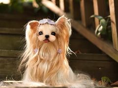 -萌宠之家·腊肠犬·马尔泰·小体犬舍