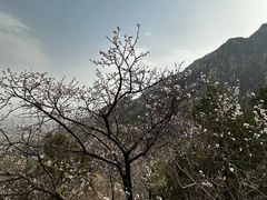 -北京凤凰岭