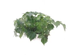 -KS科逆美肤祛痘