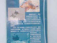 -广东惠东海龟国家级自然保护区