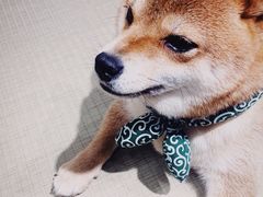 -逗柴咖啡屋·狗咖猫咖宠物桌游