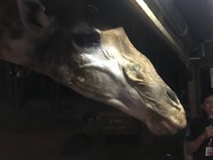 -清迈夜间动物园