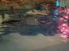 -帝企鹅自助餐厅•儿童岛•真企鹅(长隆企鹅酒店)