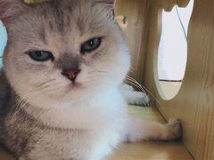 -喵屿·大理花园猫咖