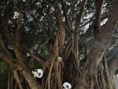 -野狸岛