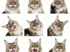 -瑞派天宁宠物医院·猫科·异宠中心