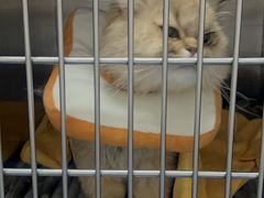 -创凡宠物医院·骨专科  猫科中心(西乡分院)
