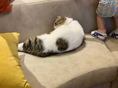 -啵啵喵·猫咖(攀华国际店)