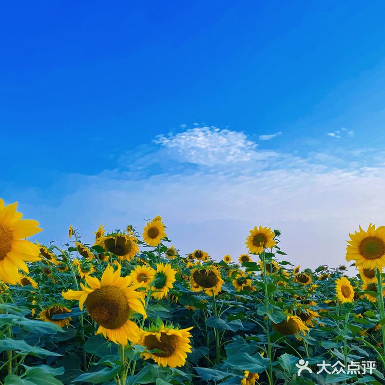 比姚明高的向日葵🌻花海