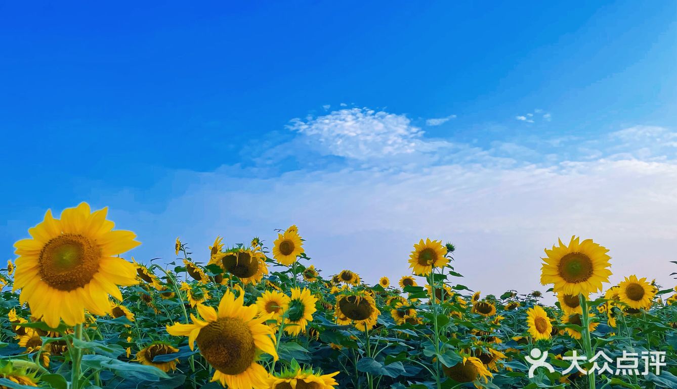 比姚明高的向日葵🌻花海