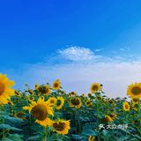 比姚明高的向日葵🌻花海