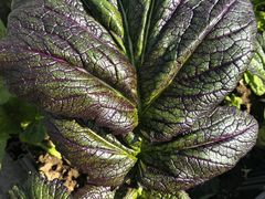 -品记潮汕砂锅粥(湖东路店)