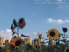 -映月湖中央公园