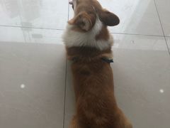 -创凡宠物医院·骨专科  猫科中心(西乡分院)