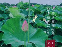 -嘉北郊野公园