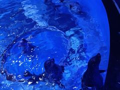 -上海海昌海洋公园
