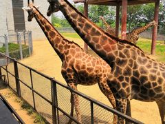 -石家庄市动物园