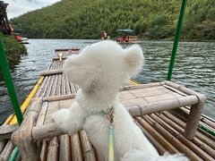 -翊宠yipet猫狗购宠庄园犬舍•猫舍