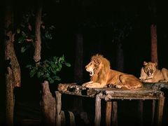 -清迈夜间动物园