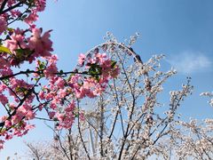 -顾村公园