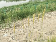 -羊亭河湿地公园