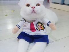 -喵的天空名猫咖啡馆·撸猫·猫舍·用品