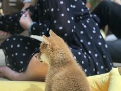 -逗柴咖啡屋·狗咖猫咖宠物桌游