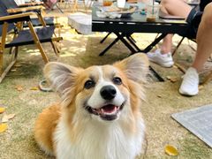 -J Create城市露营咖啡·简餐·宠物(上海动物园店)