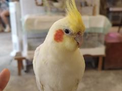 -吉丁鸟咖·异宠·寄养