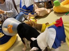 -逗柴咖啡屋·狗咖猫咖宠物桌游