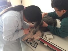 -爱侣宠医·鹦鹉专科·小型哺乳类·异宠专科(灵石路店)