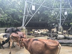 -广州长隆飞鸟乐园