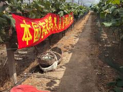 -马陆小张葡萄园农家乐