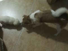 -pd派德宠物中心医院24H急重症·眼科中心·血液透析中心(嵩山北路店)