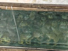 -無招牌海鮮(芽笼店)