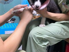 -严国平动物医院(德政总院)